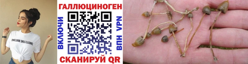 Купить  Мирный  Псилоцибиновые грибы Psilocybe 